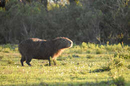 Image of Capybaras