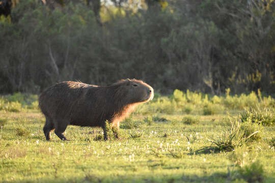 Image of Capybaras