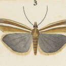 Image de Orocrambus scutatus Philpott 1917