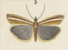 Image of Orocrambus scutatus Philpott 1917