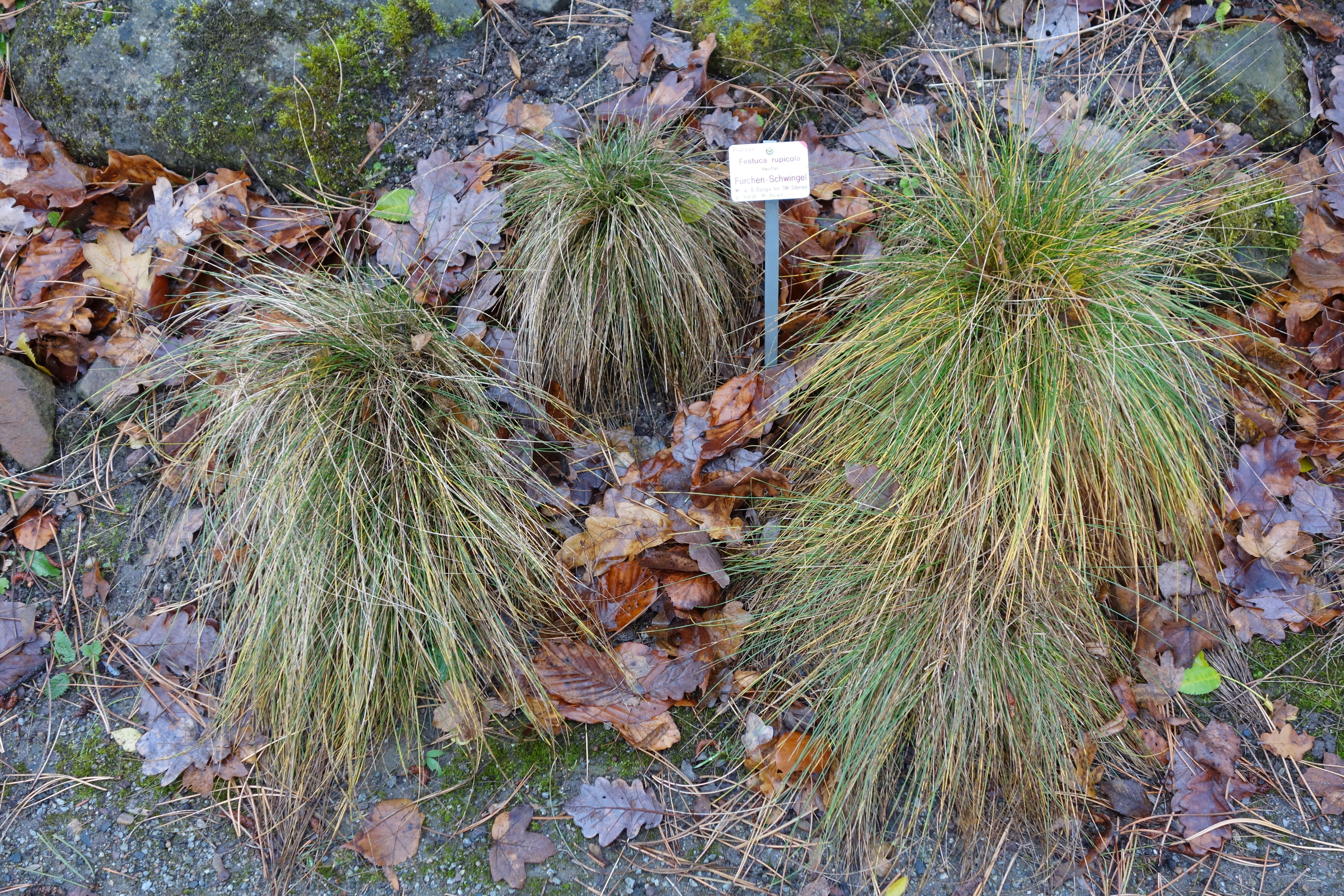 Image of Festuca rupicola Heuff.