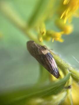 Image of European Alder Spittlebug