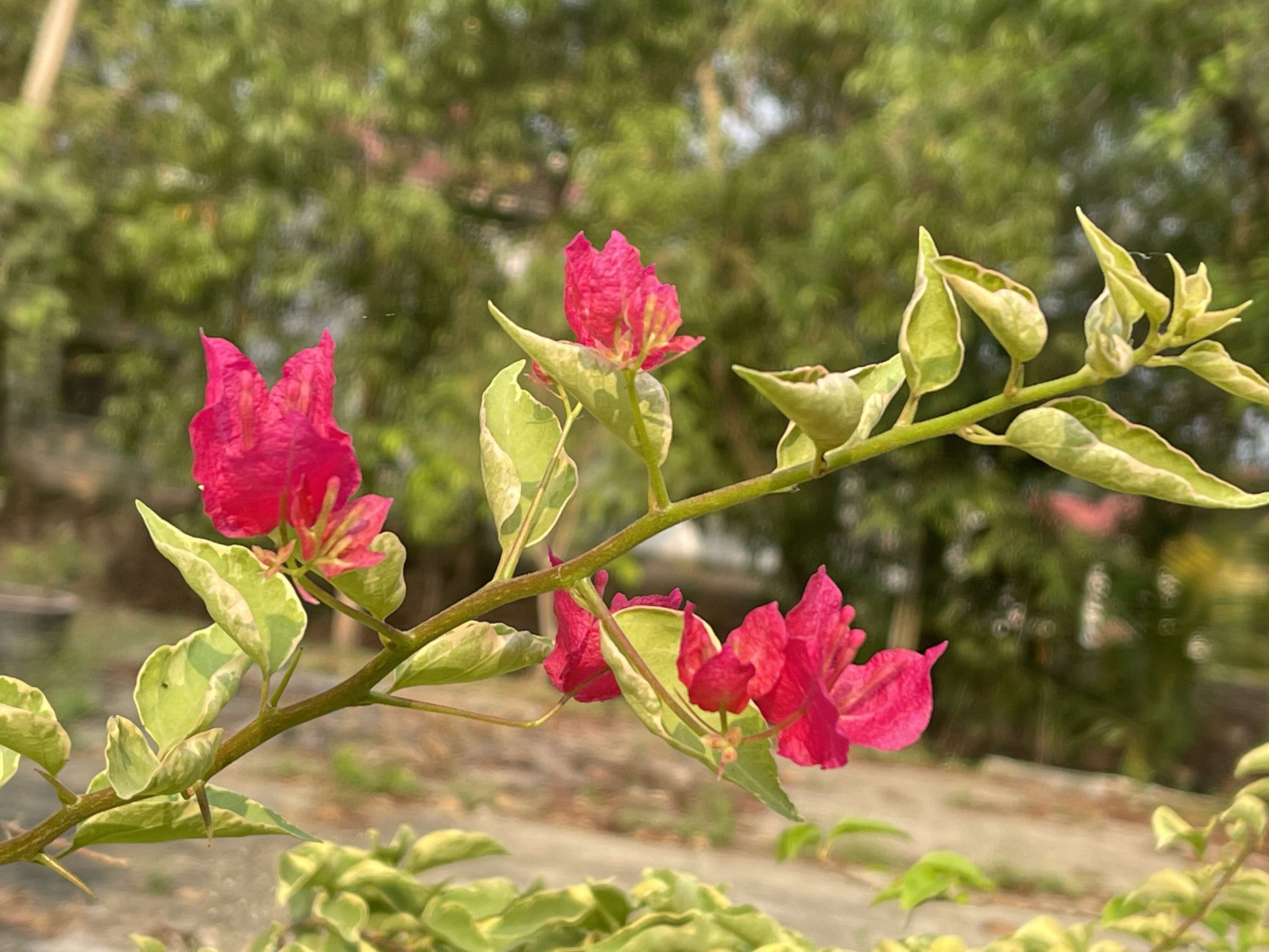 Слика од Bougainvillea