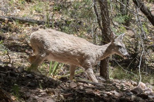 18.https www inaturalist org photos 1799916.580x360