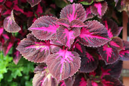 Image of common coleus