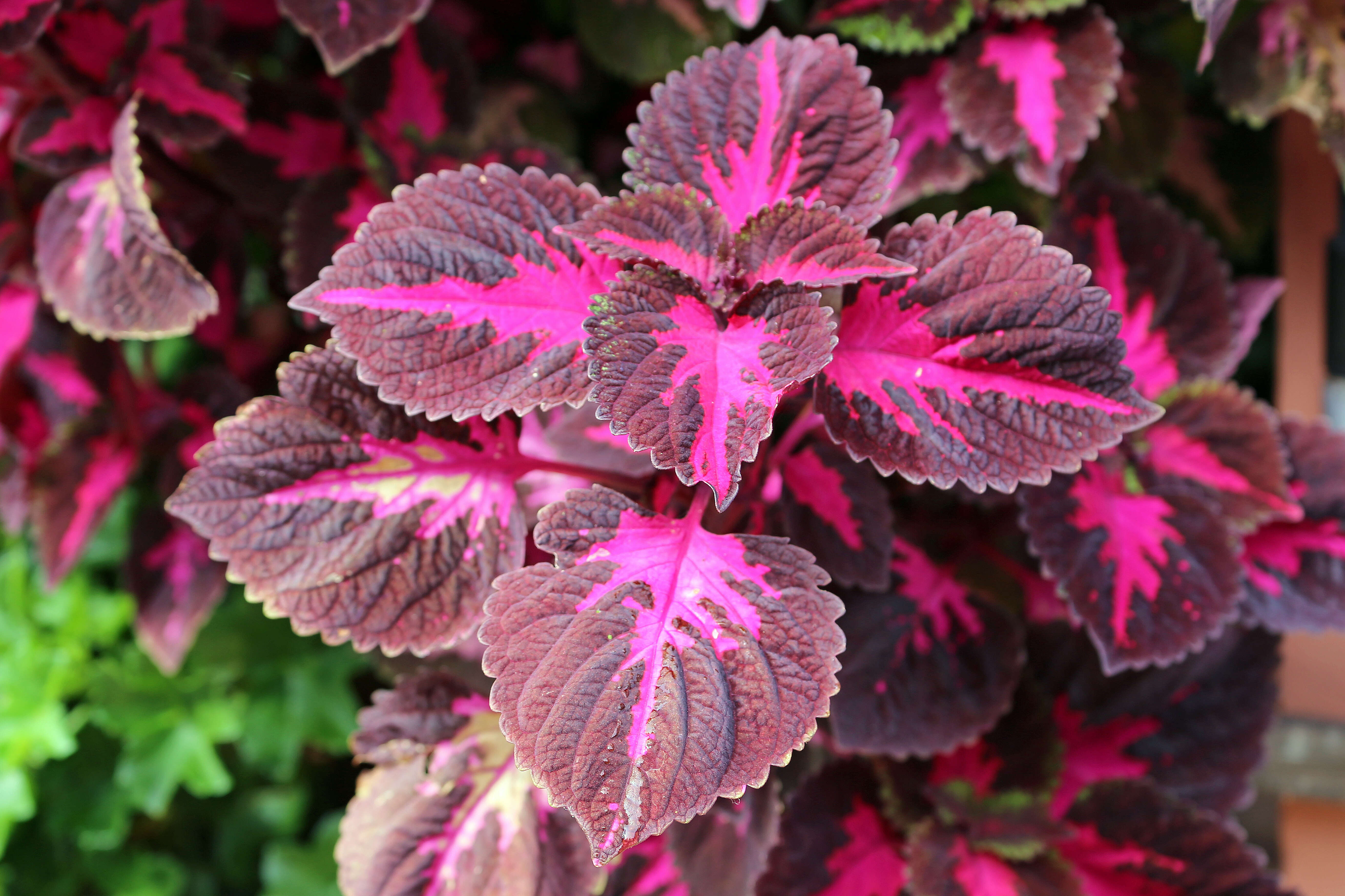 Image of common coleus