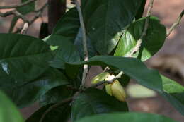 Image of Magnolia liliifera (L.) Baill.