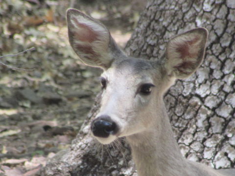 18.https www inaturalist org photos 1800806.580x360