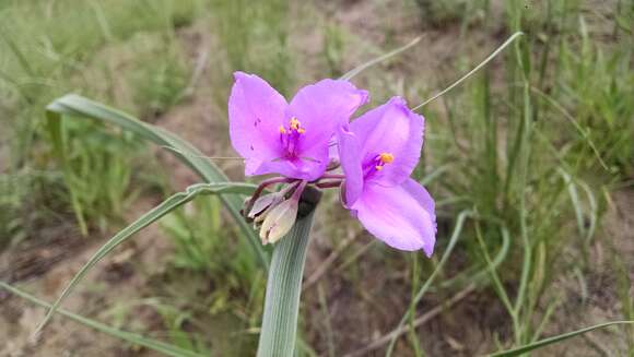 Image of spiderwort