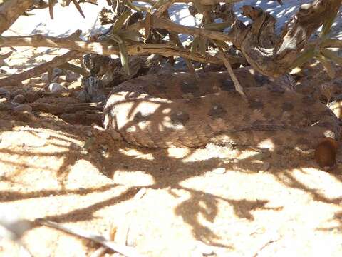 Image of Horned Adder