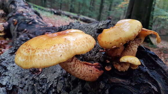 Pholiota adiposa (Batsch) P. Kumm. 1871 resmi