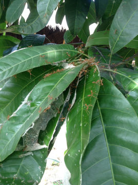 Image of Asian Weaver Ant