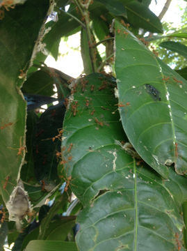 Image of Asian Weaver Ant