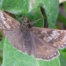 Image of Erynnis tages Linnaeus 1758