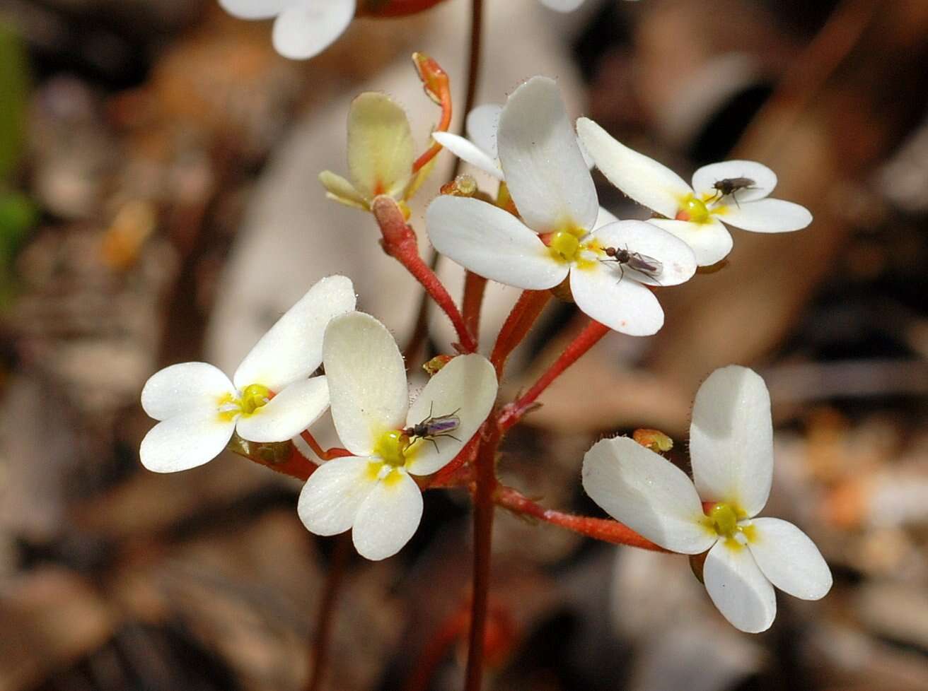 Image of Stylidiaceae