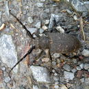 Image of Weaver beetle