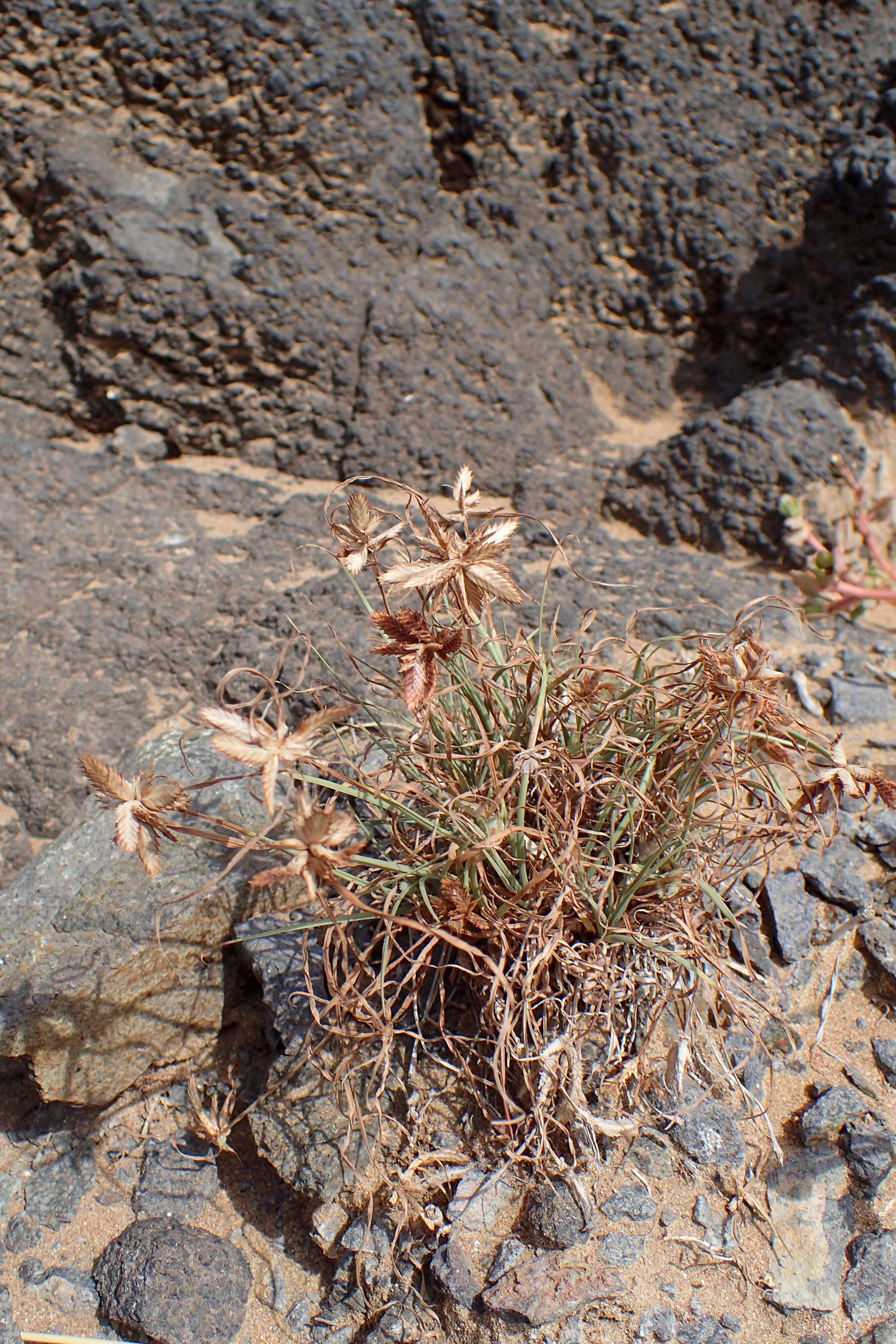 Image of Cyperus rubicundus Vahl