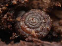 Image of rounded snail