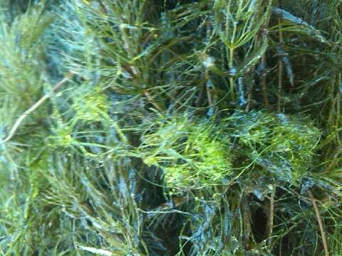 Image of Compact Stonewort