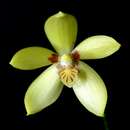 Image de Phalaenopsis cochlearis Holttum