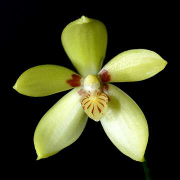 Image of Phalaenopsis cochlearis Holttum