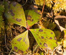 Image of bunchberry dogwood