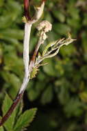 Image of Podosphaera filipendulae (Z. Y. Zhao) T. Z. Liu & U. Braun 2010