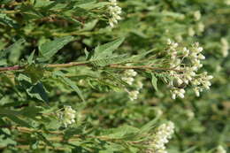 Image of false Indian plantain