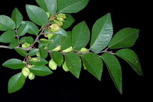 Image of Chinese elm