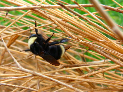 Image of Bombus californicus Smith 1854