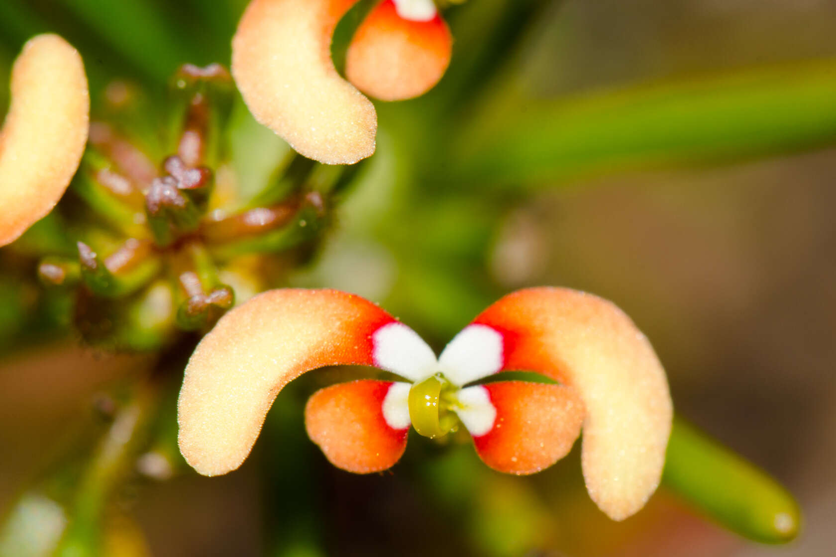 Image of Stylidiaceae