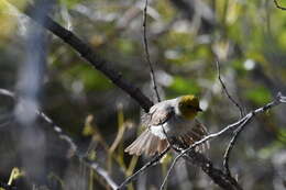 Image of Auriparus Baird & SF 1864