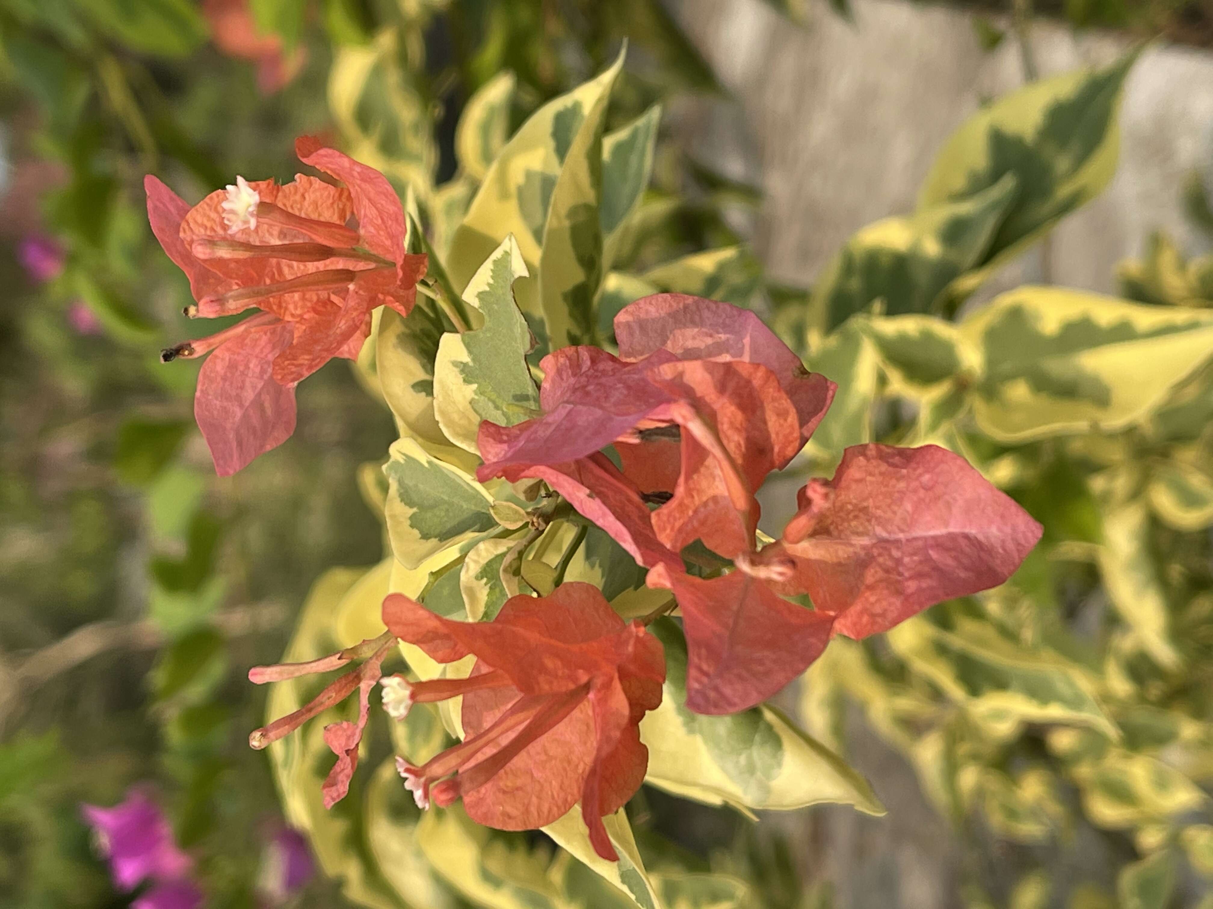 Слика од Bougainvillea