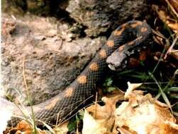 Image of Armenian Viper