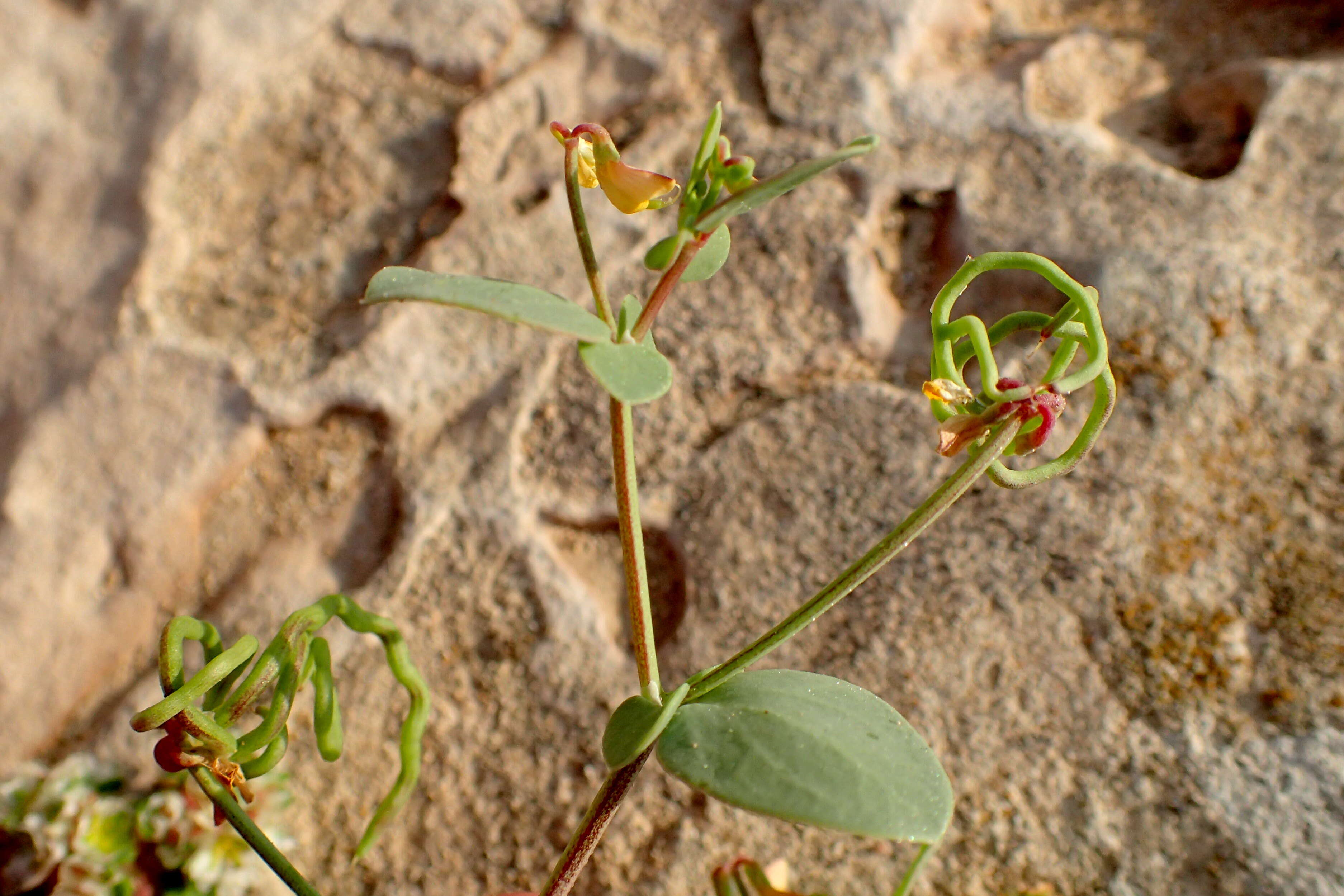 Plancia ëd Coronilla scorpioides (L.) Koch