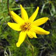 Image of Bidens nudata Brandeg.