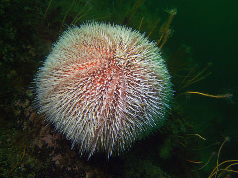 Image of common sea urchin