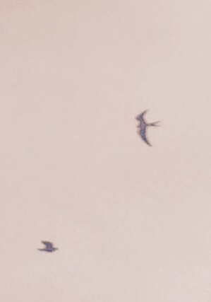 Image of Accipiter cauda furcata