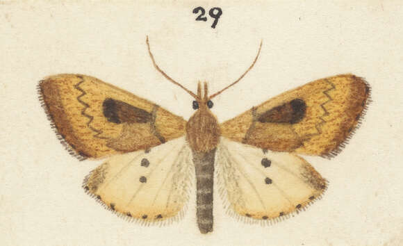 Image of Udea pantheropa Meyrick 1902