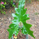 Imagem de Alocasia nycteris Medecilo, G. C. Yao & Madulid