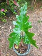 Sivun Alocasia nycteris Medecilo, G. C. Yao & Madulid kuva