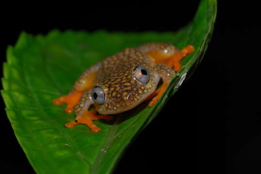 Imagem de Heterixalus alboguttatus (Boulenger 1882)