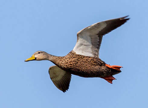 Image of Florida duck