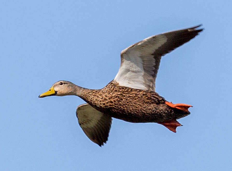 Image of Florida duck