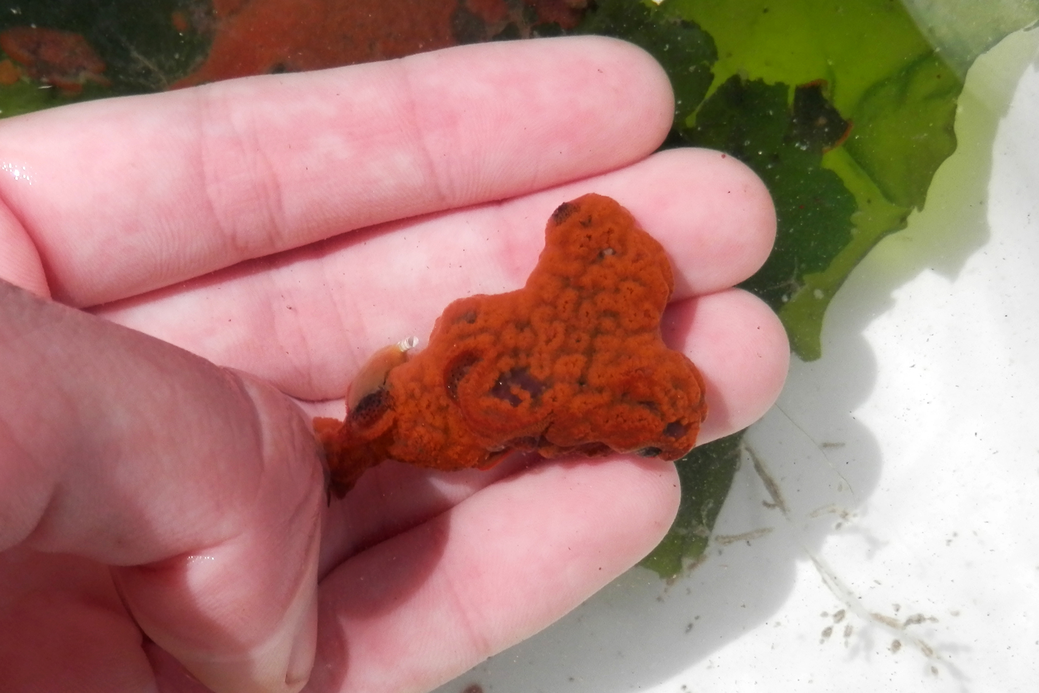 Image of Colonial tunicate