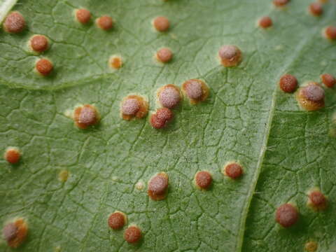 Image of Puccinia malvacearum Bertero ex Mont. 1852