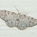 Image of Four-barred Gray