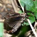 Image of Eumeta variegata Snellen 1879