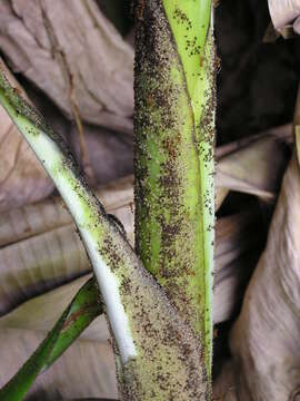 Image of Banana aphid