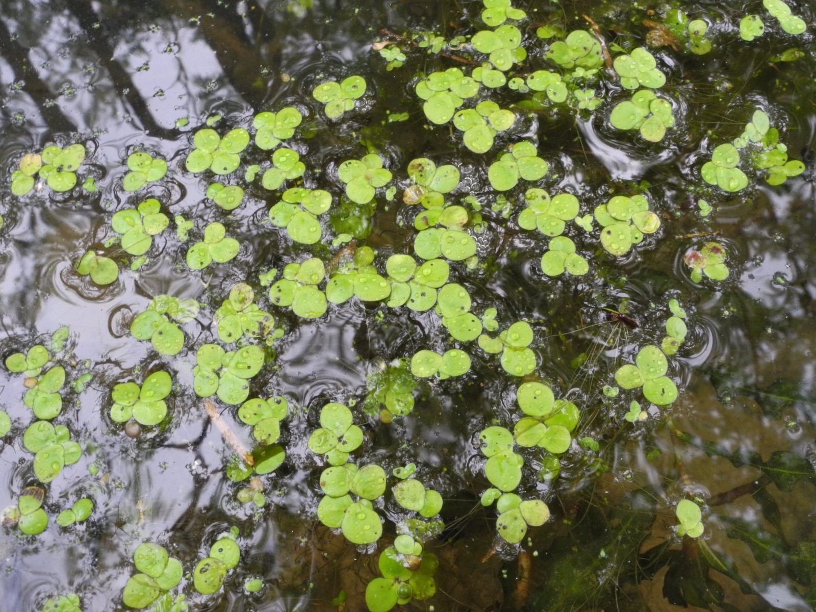 Image of <i>Spirodela polyrhiza</i>